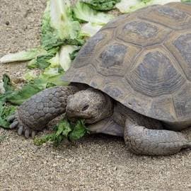 Giant Rabbit, Tortoise & Mara