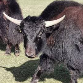 Yaks