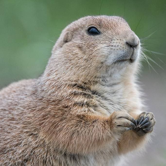 Prairie Dogs
