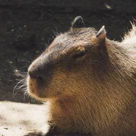 Capybara